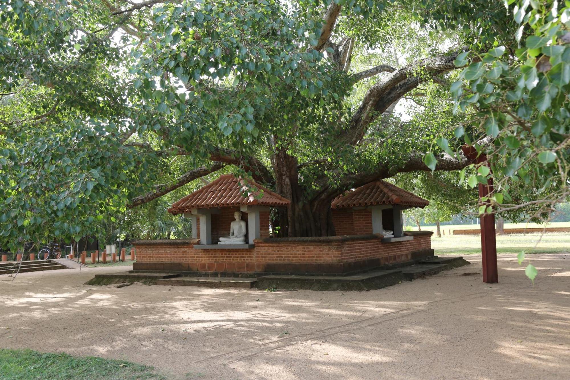 The Yala City Guest House Tissamaharama Extérieur photo